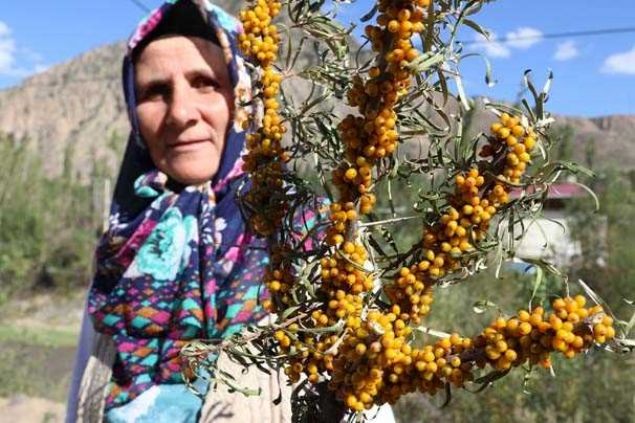 İşte Cengiz Han'ın askerlerine verdiği gizli iksiri