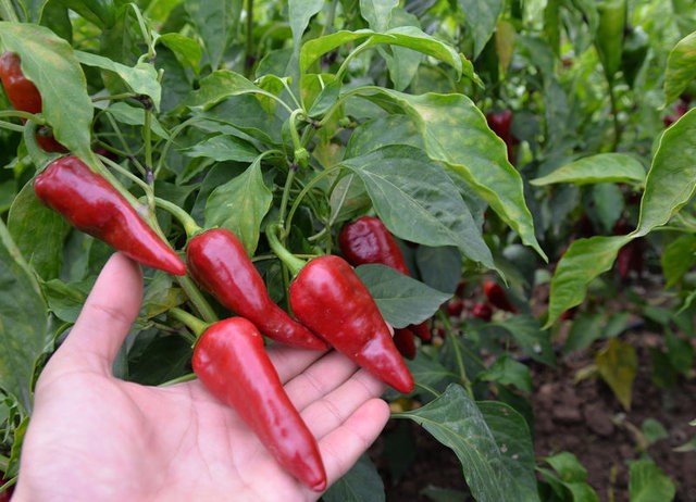 Antibiyotik yerine bunları tüketin!