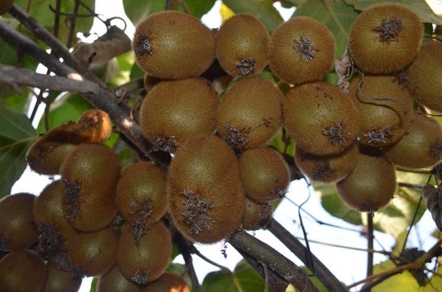 Antibiyotik yerine bunları tüketin!