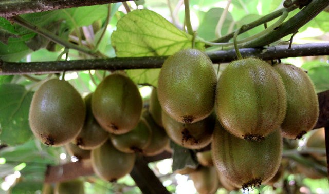 Antibiyotik yerine bunları tüketin!