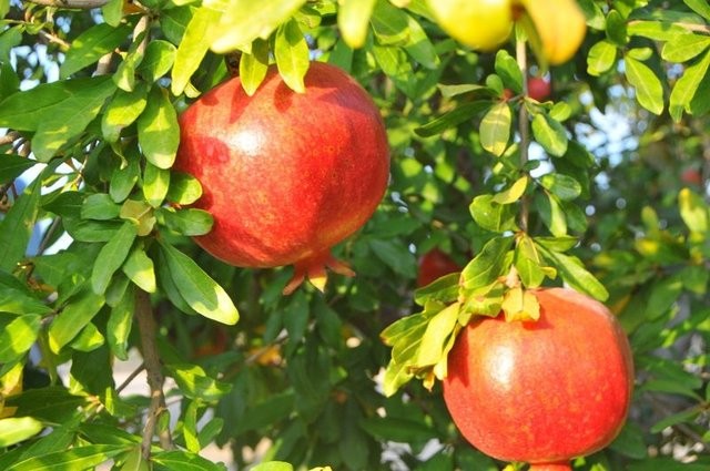 Antibiyotik yerine bunları tüketin!