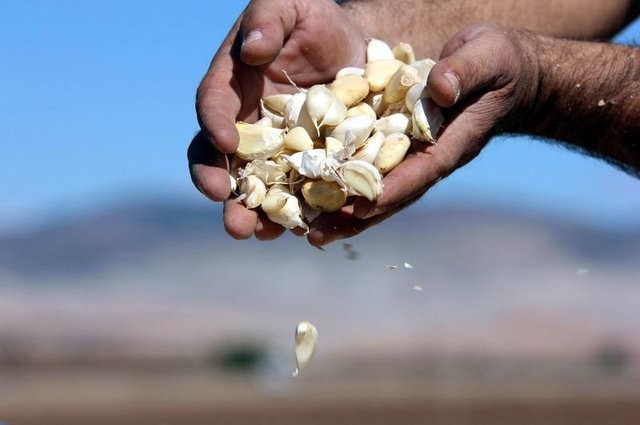 Antibiyotik yerine bunları tüketin!