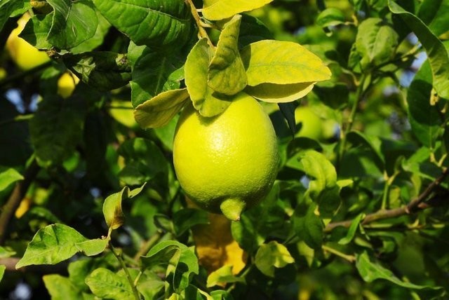 Limon suyunun faydalarına inanamayacaksınız!