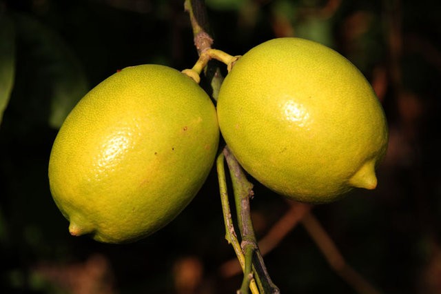 Limon suyunun faydalarına inanamayacaksınız!