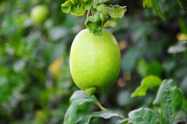 Limon suyunun faydalarına inanamayacaksınız!