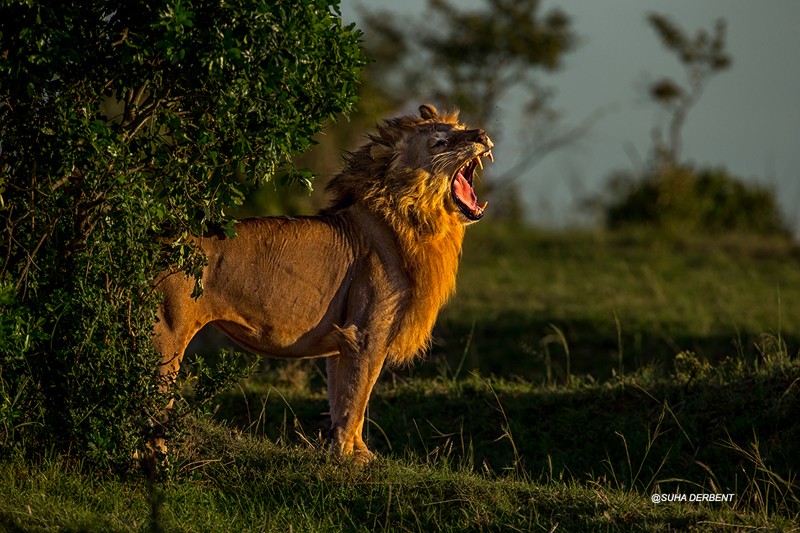 Vahşi hayatın ünlü Türk fotoğrafçısı: Safari Süha