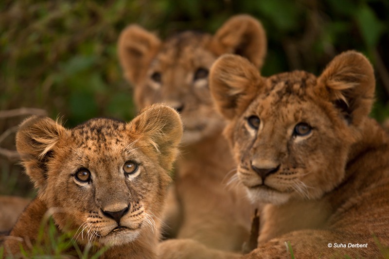 Vahşi hayatın ünlü Türk fotoğrafçısı: Safari Süha