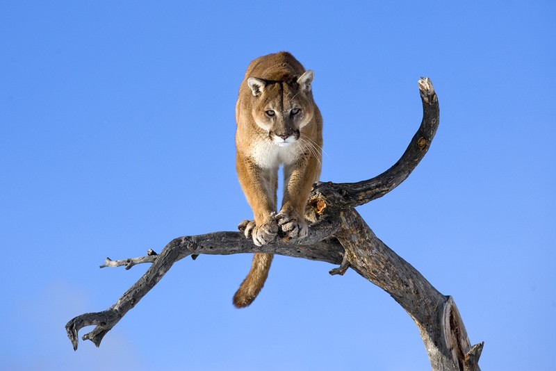 Vahşi hayatın ünlü Türk fotoğrafçısı: Safari Süha