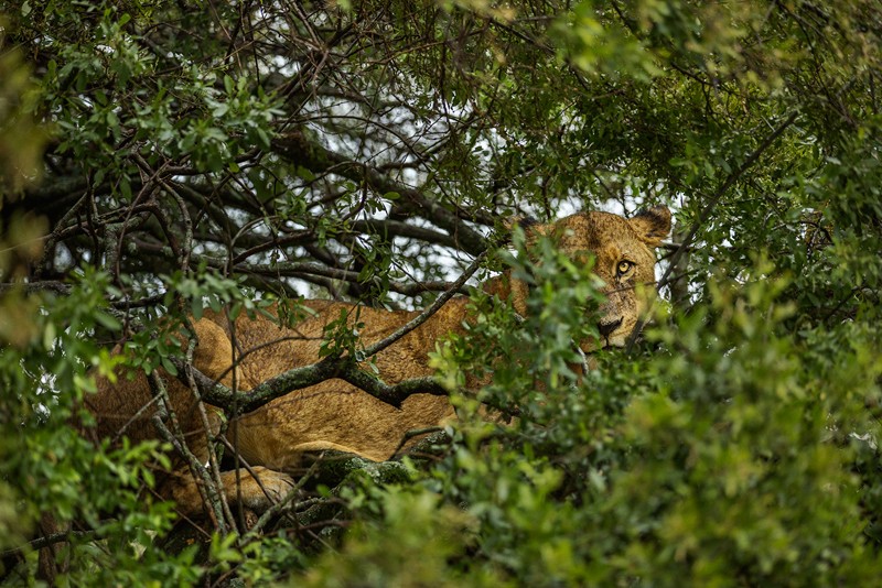 Vahşi hayatın ünlü Türk fotoğrafçısı: Safari Süha