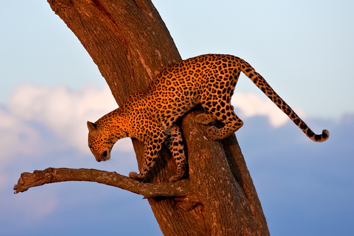 Vahşi hayatın ünlü Türk fotoğrafçısı: Safari Süha