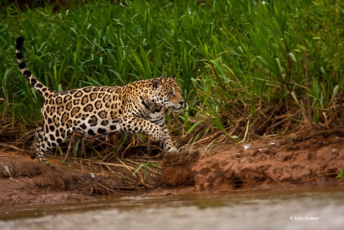 Vahşi hayatın ünlü Türk fotoğrafçısı: Safari Süha