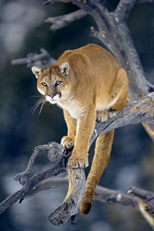 Vahşi hayatın ünlü Türk fotoğrafçısı: Safari Süha