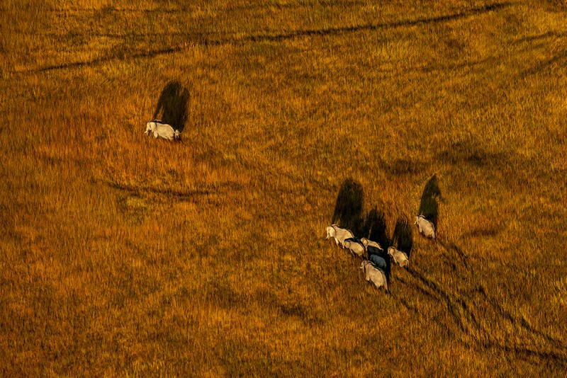 Vahşi hayatın ünlü Türk fotoğrafçısı: Safari Süha