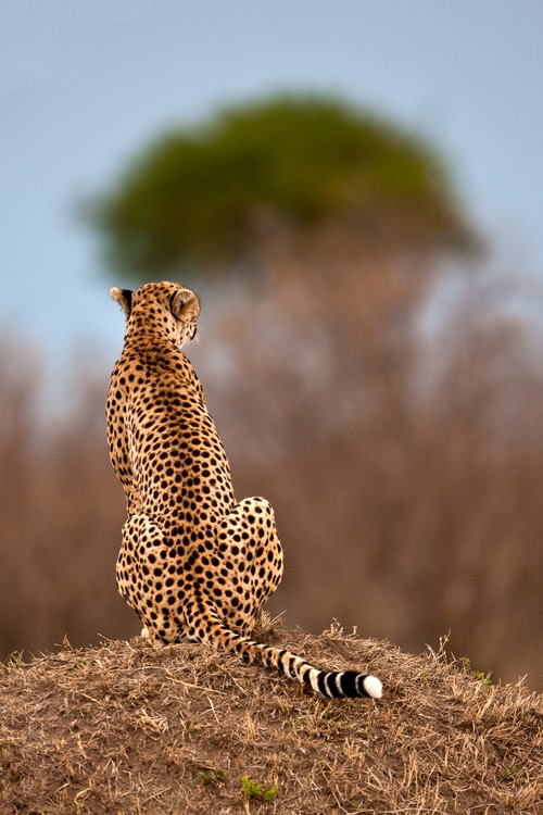 Vahşi hayatın ünlü Türk fotoğrafçısı: Safari Süha