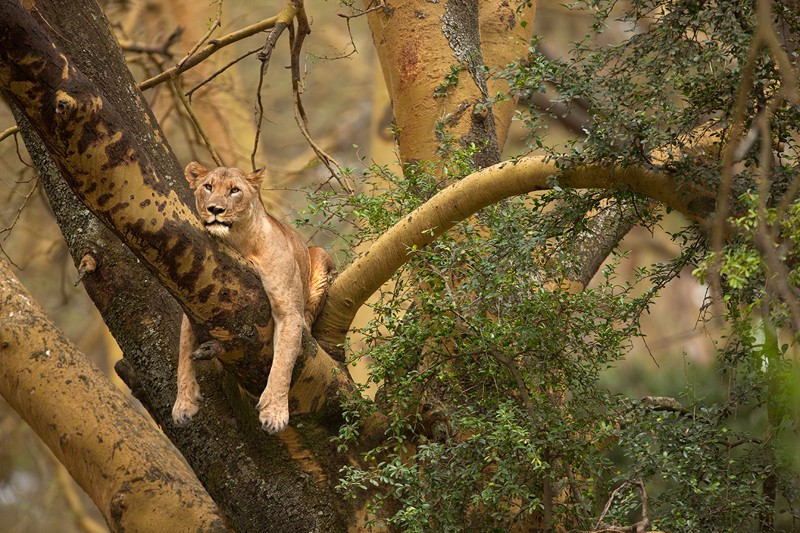 Vahşi hayatın ünlü Türk fotoğrafçısı: Safari Süha