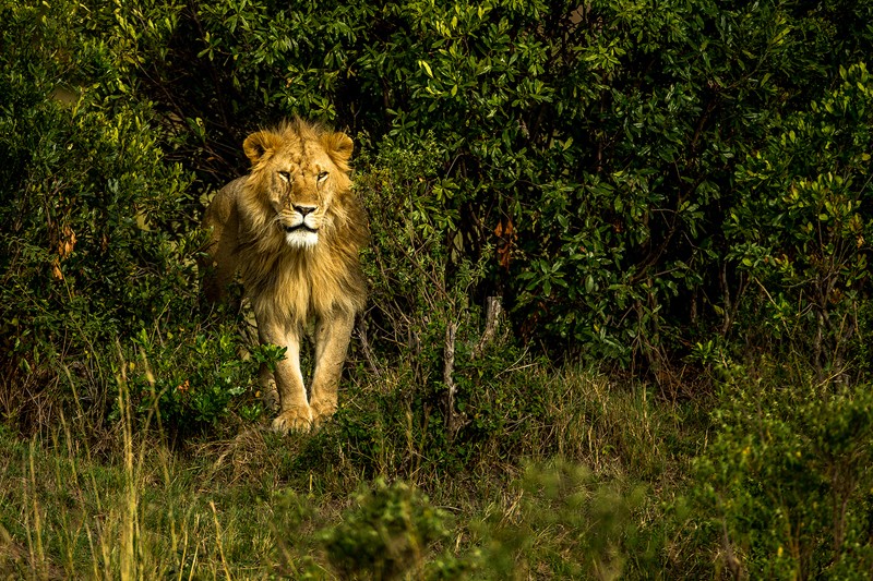 Vahşi hayatın ünlü Türk fotoğrafçısı: Safari Süha