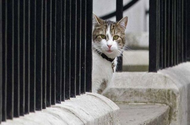 İşte İngiltere 'dışişlerinden' sorumlu kedi!