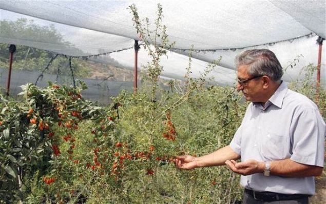 Kilosu 250 dolar Türkiye'de yetişiyor