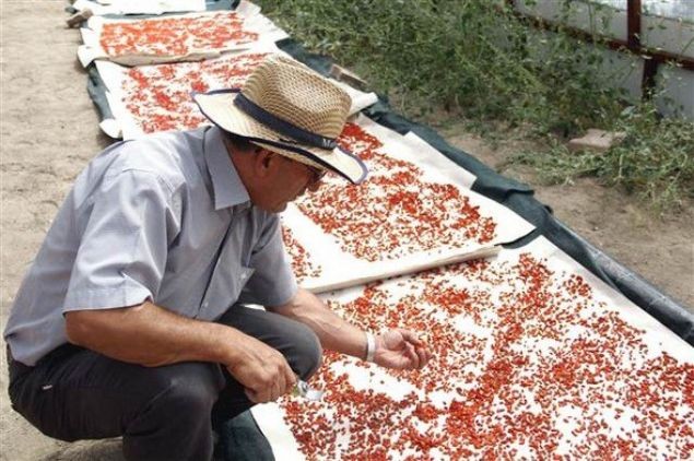 Kilosu 250 dolar Türkiye'de yetişiyor