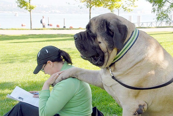 Sahibinin neredeyse 2 katı! İşte dev köpekler