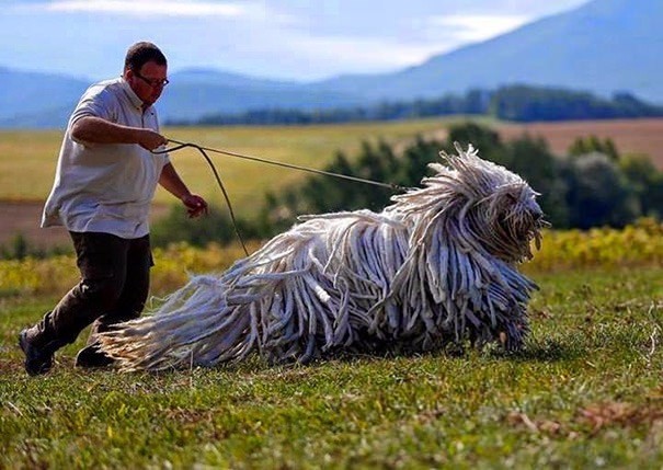 Sahibinin neredeyse 2 katı! İşte dev köpekler