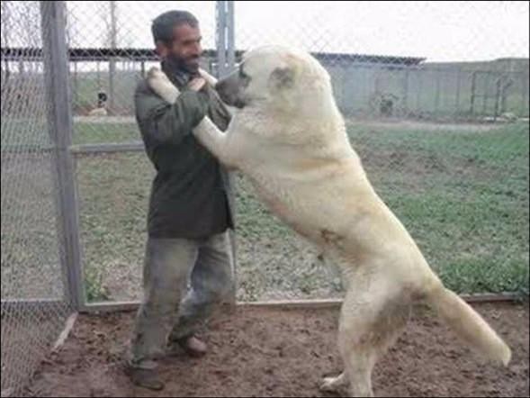 Sahibinin neredeyse 2 katı! İşte dev köpekler