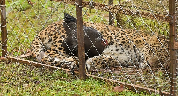 İşte Putin'in leoparı