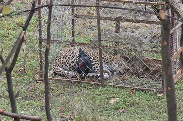 İşte Putin'in leoparı