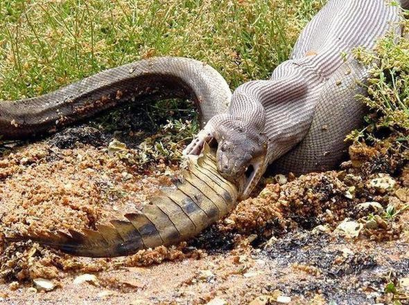 Korkunç anlar! Bakıcısına saldırdı