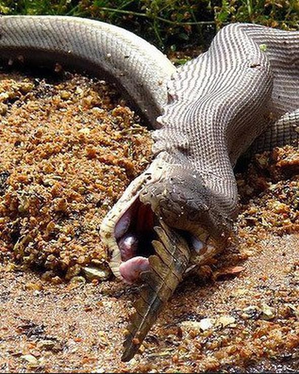 Korkunç anlar! Bakıcısına saldırdı