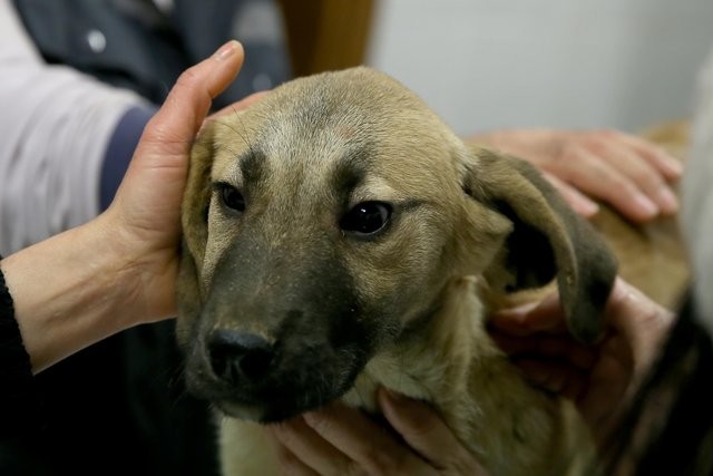 'Kuyu' karantinaya alındı iddiası!