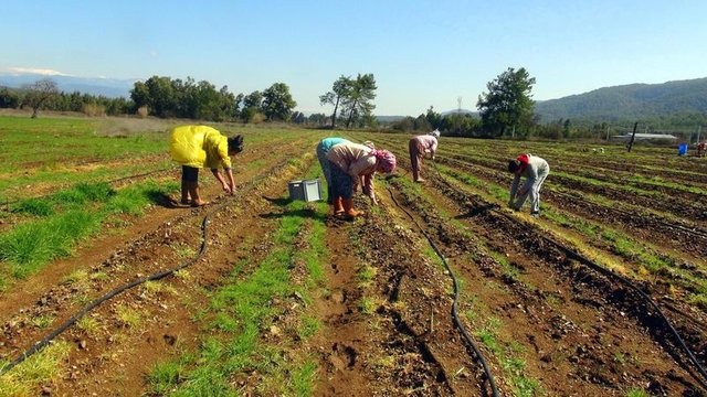 Kariyerini bırakıp kuşkonmaz üreticisi oldu