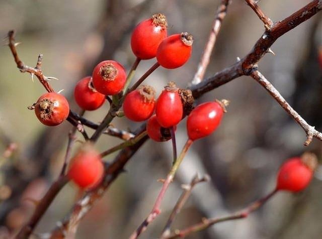 Limondan tam 60 kat daha fazla C vitamini