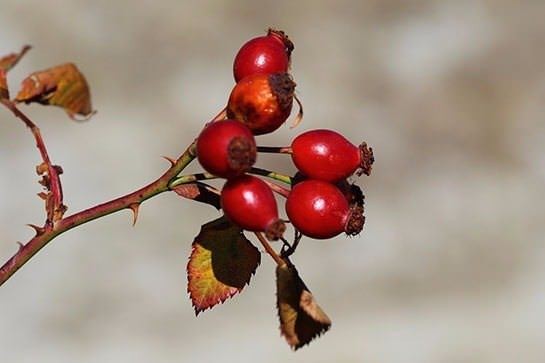 Limondan tam 60 kat daha fazla C vitamini