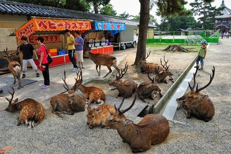 Japonya'nın en ilginç ada ve kasabaları