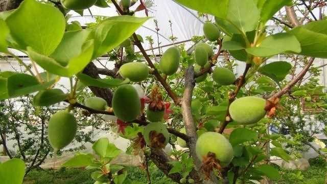 İşte çağlanın mucizevi faydaları