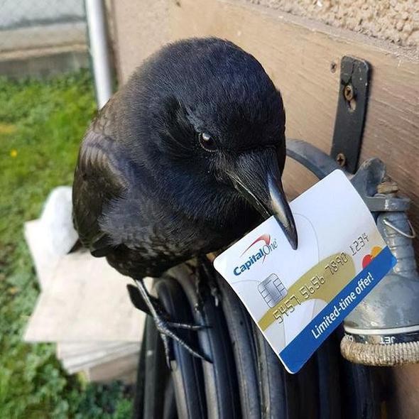 Karga terörü yüzünden postacılar işi bıraktı