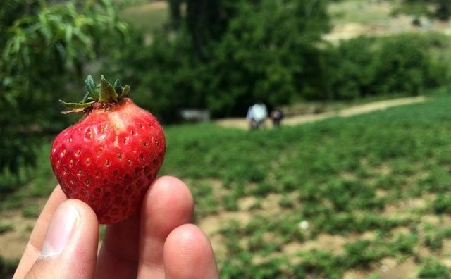 Kilosu 50 liradan satılan çilek el yakıyor