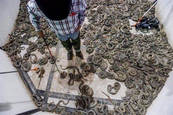 Binlerce yılanı bir çukurda topladılar ve...