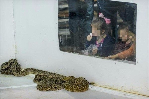 Binlerce yılanı bir çukurda topladılar ve...