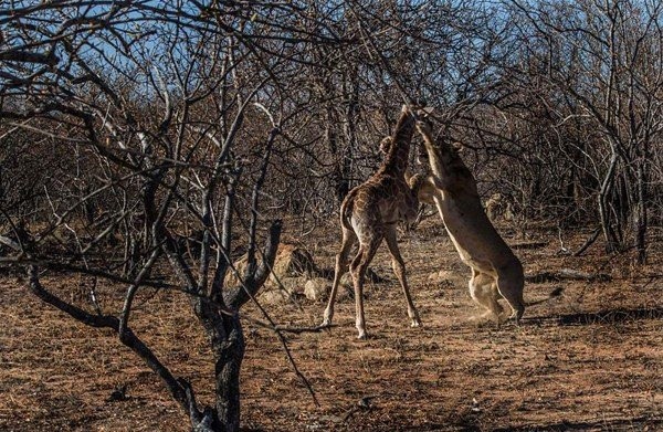 Binlerce yılanı bir çukurda topladılar ve...