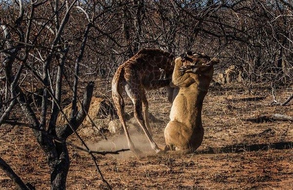 Binlerce yılanı bir çukurda topladılar ve...