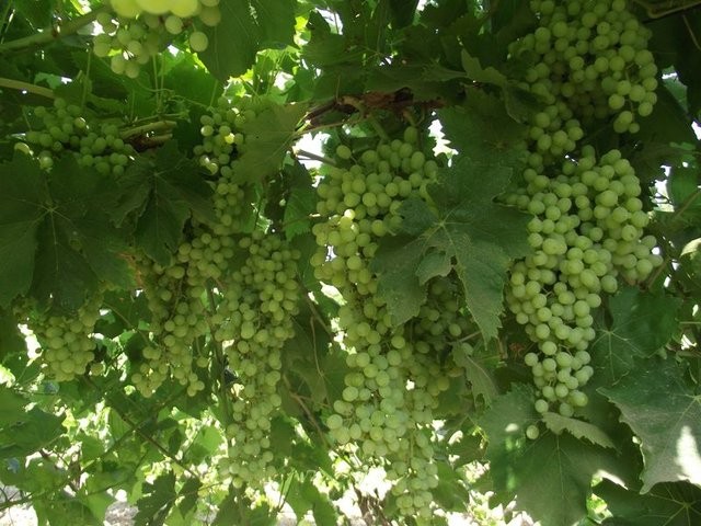 Kadınların bol bol zeytin yemesi gerek!