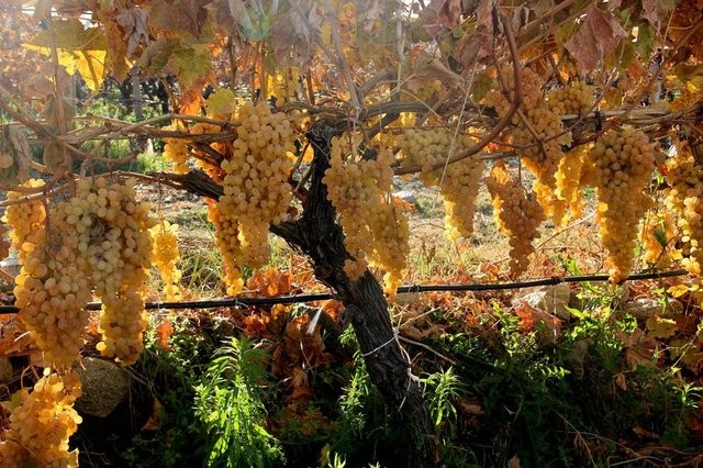 Kadınların bol bol zeytin yemesi gerek!