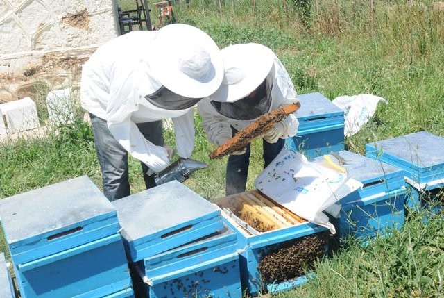 Arı sütünün kilosu 3 bin liradan satılıyor