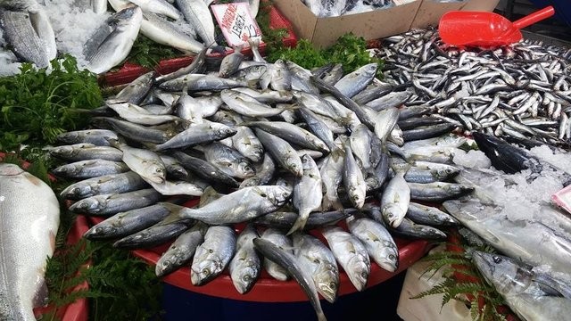 Marmara Denizi'nde 40 yıl sonra ilk kez uskumru görüldü!