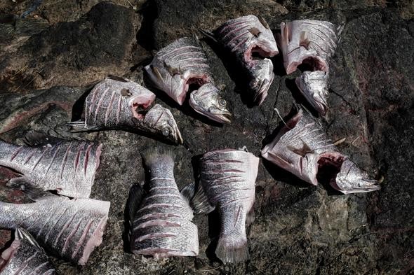 İşte dünyanın en kalabalık adası: Migingo Adası