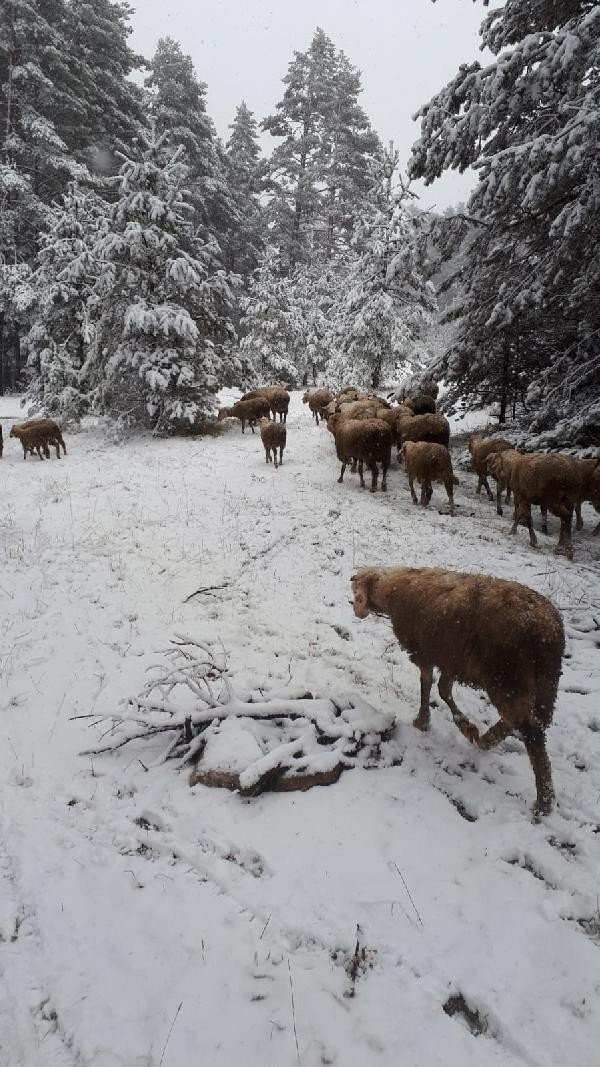 Her yerde kar var! Kış erken bastırdı