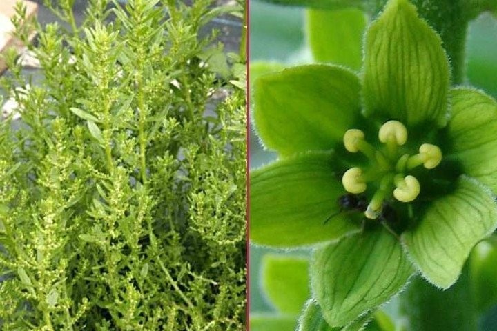 Şifa diye tüketilen bu besinler ölüme götürüyor!