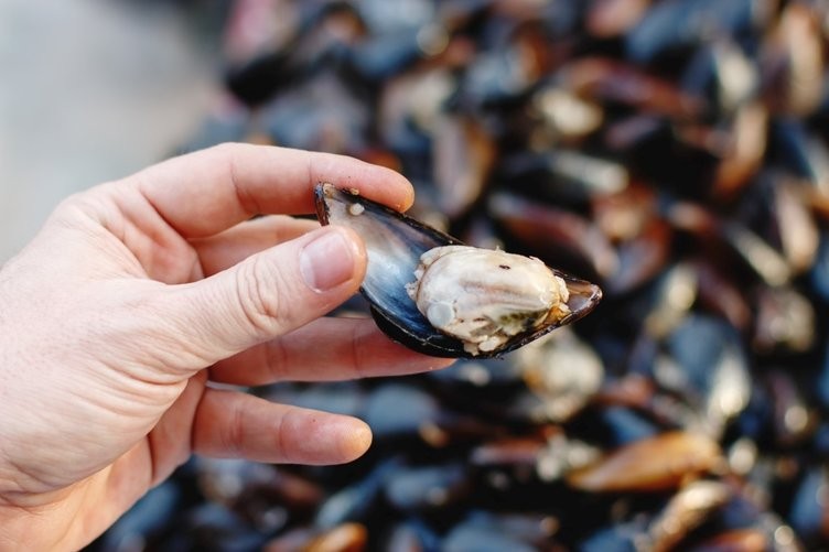 Bilimsel olarak mutlu eden besinler  açıklandı